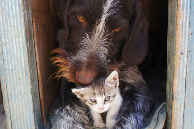 Coexistence Between Dogs and Cats