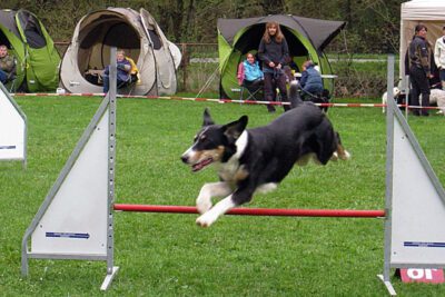 Dog Flyball