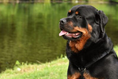 Feeding a Puppy, Adult, and Elderly Rottweiler