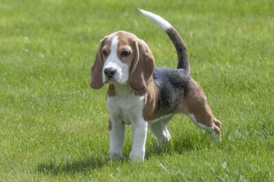 Food for a Beagle