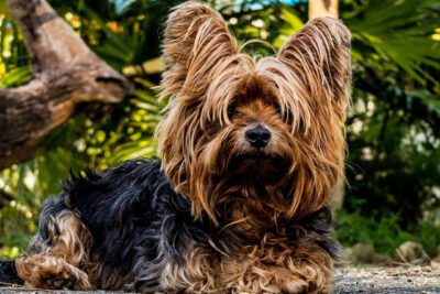 Haircuts for a Yorkshire Terrier
