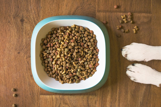 How to Change Your Dog's Food