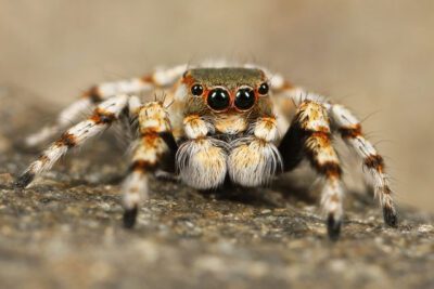 How to Feed a Tarantula