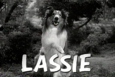 Lassie, the most famous dog in the world