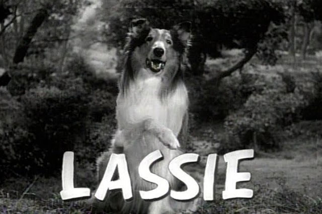 Lassie, the most famous dog in the world
