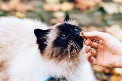 Natural Supplements for Cats