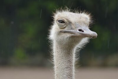 Ostrich Feeding