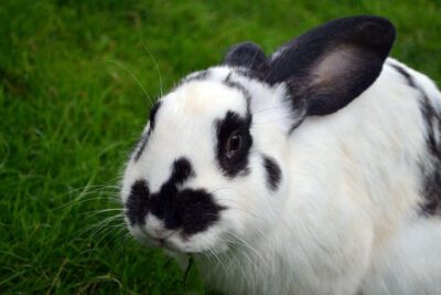 Rabbit Harness - Types and Characteristics