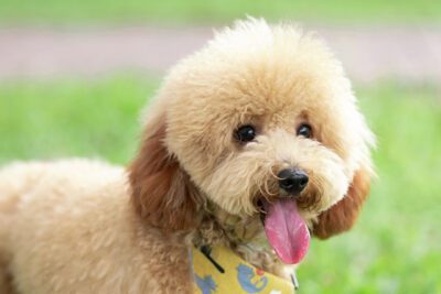 Remove spots from the poodle's eyes