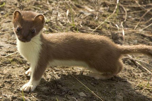 Stoat as a Pet