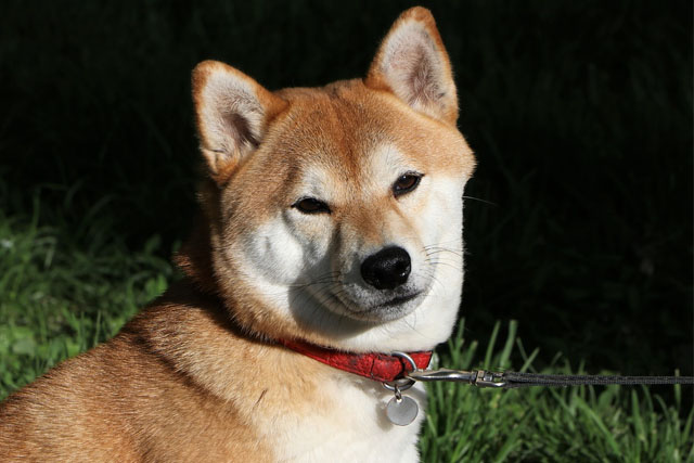 Train Shiba Inu