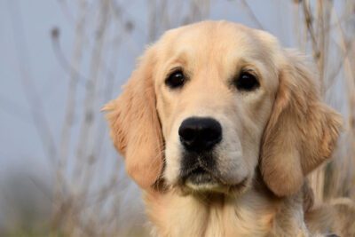 Types of Retrievers