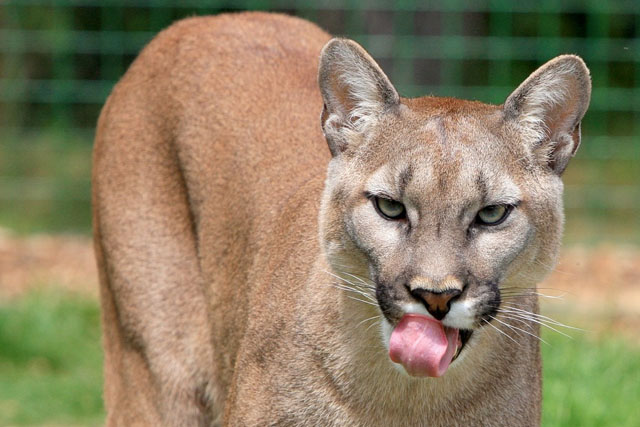 What Do Pumas Eat