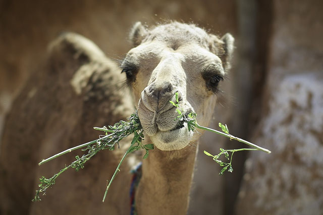 What do camels eat