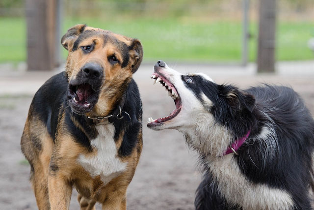 Why does my dog attack my other dog? Common reasons for dog aggression