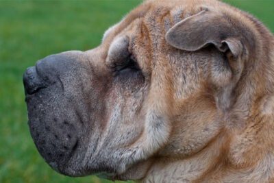 Wrinkled Dog Breeds