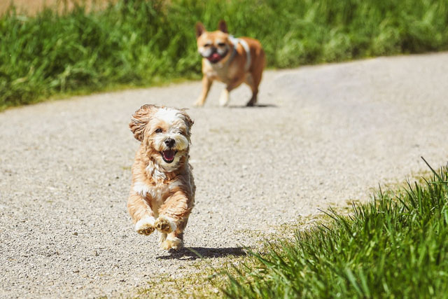 happy dog running