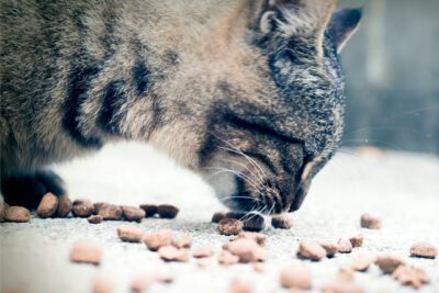 homemade cat food recipies