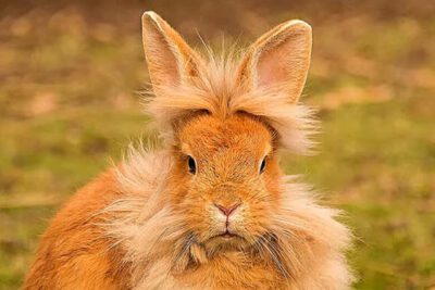 lionhead rabbit