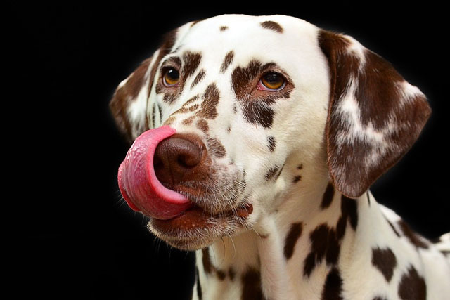 Why does my dog eat everything he finds? Possible reasons explained